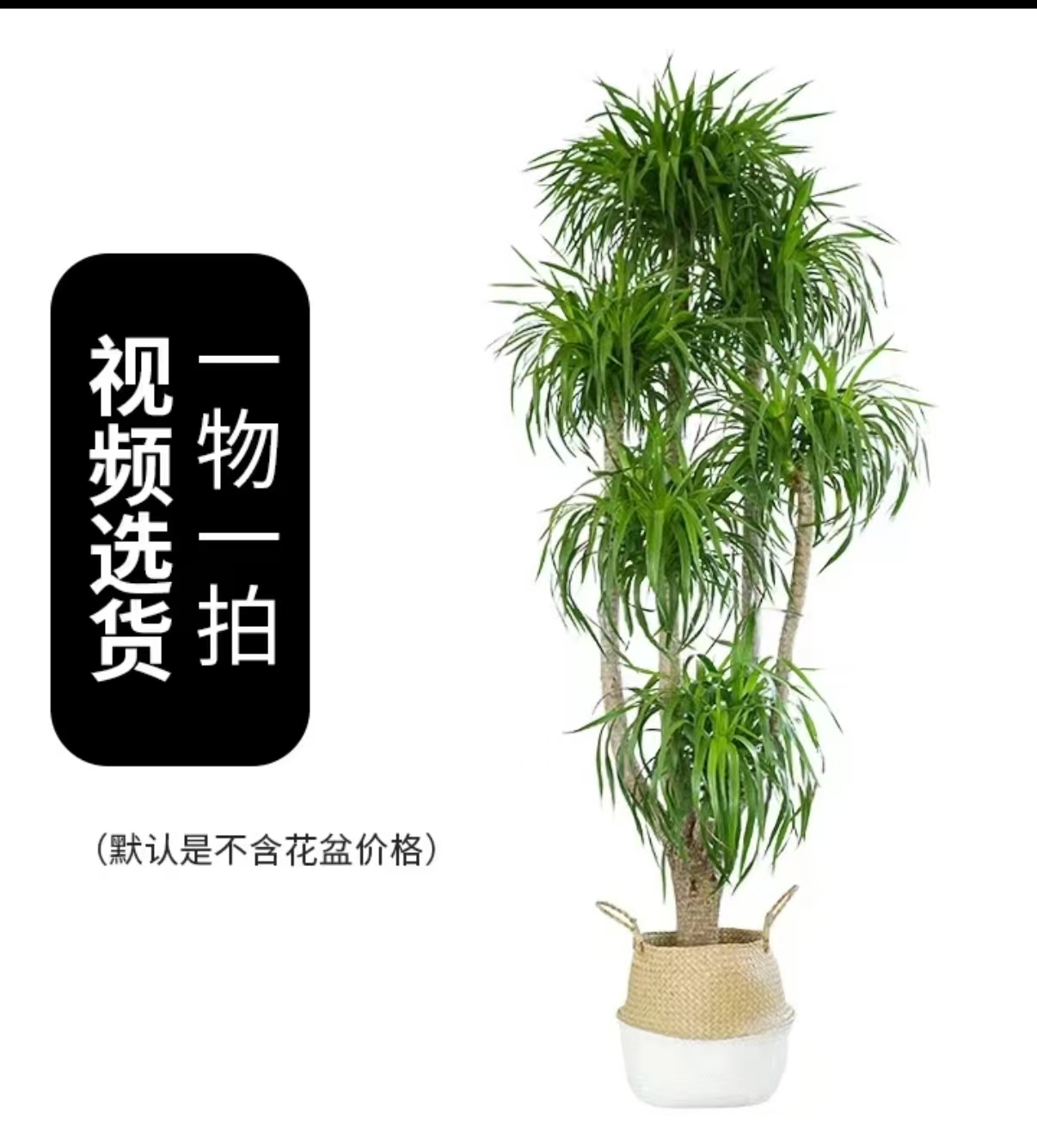 大型龙血树室内盆栽客厅净化空气绿植好养四季常青