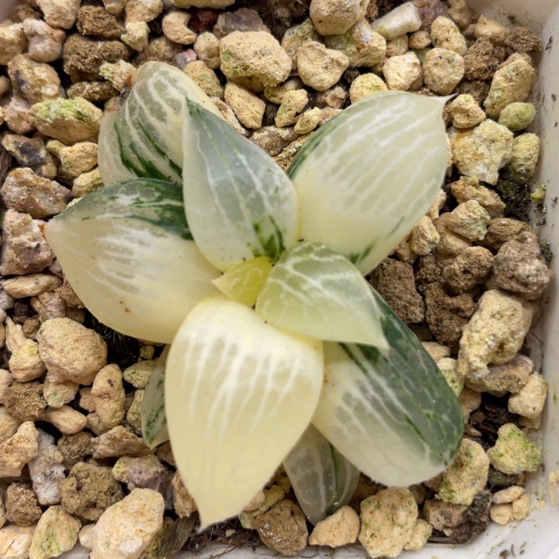 小蔡的菜园88水晶康平101锦