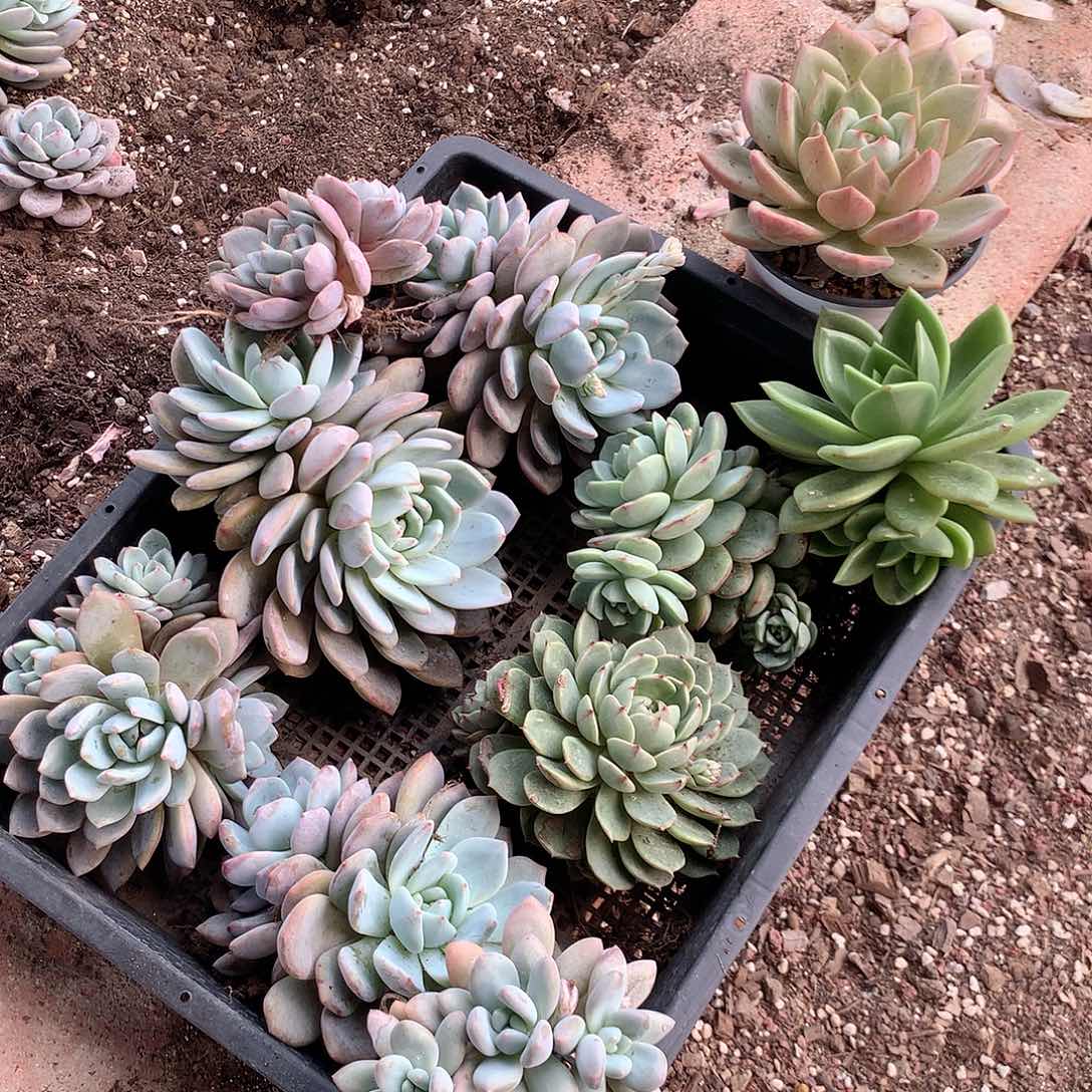 新手套餐一筐十颗