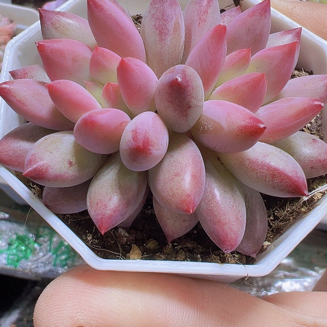 正版车厘子双头19包邮