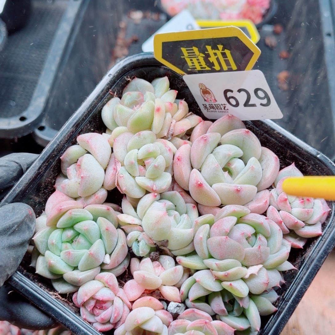 多肉植物多肉植物