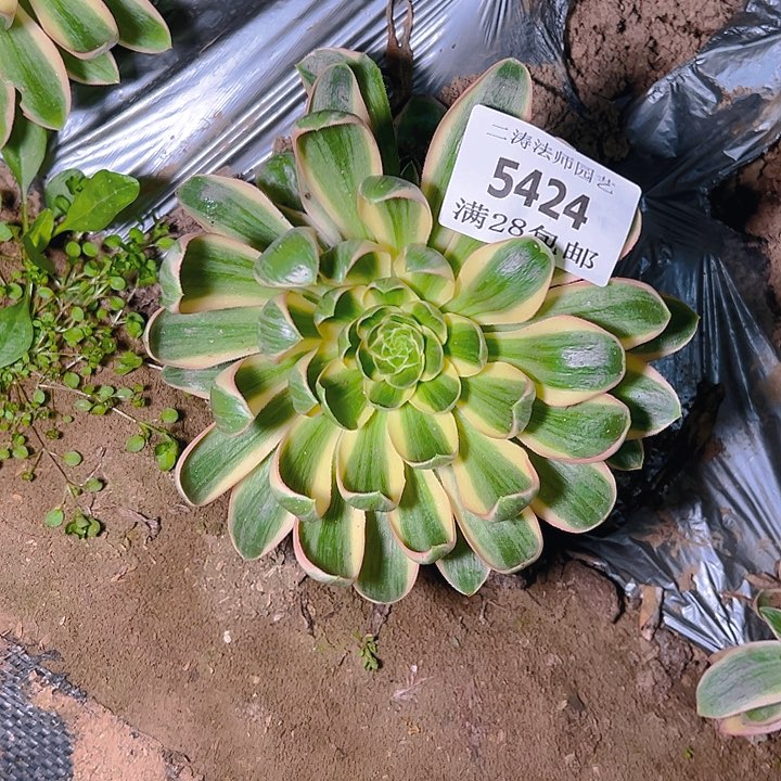 5424青莲多肉植物