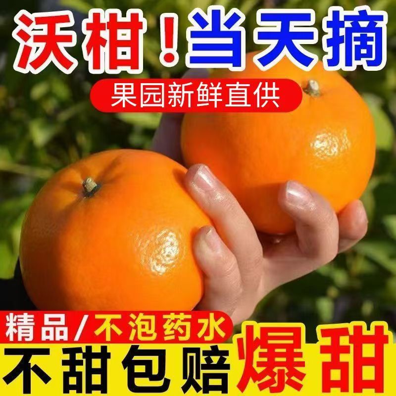 广西正宗武鸣沃柑新鲜采摘香甜多汁皮薄肉厚农家桔子生态花皮果