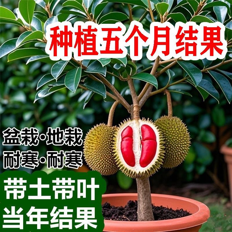 【当年结果】榴莲盆栽地栽猫山王泰国金枕带土带叶发庭院盆栽地栽