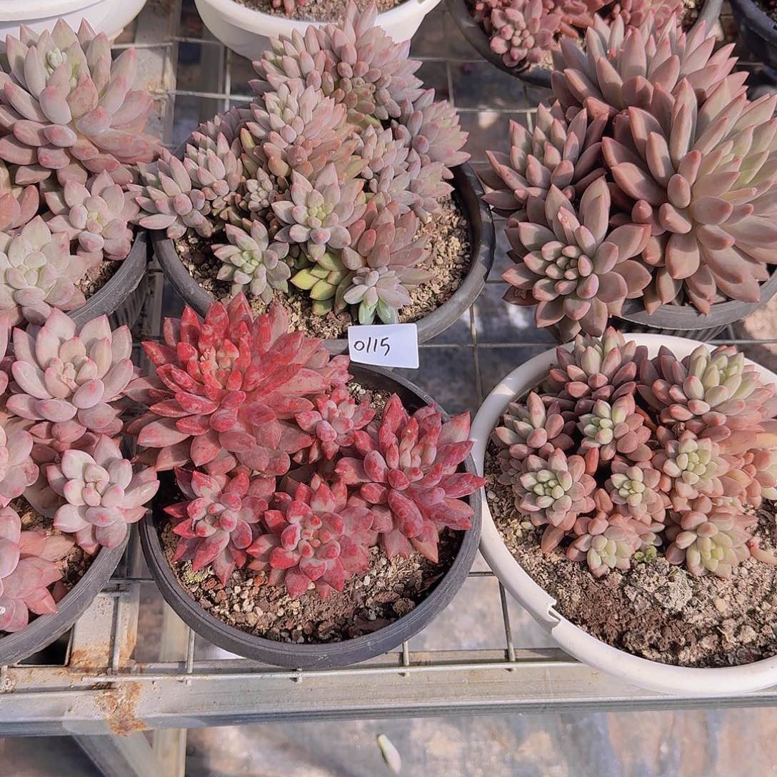 来***张0115红蜻蜓多肉植物6颗