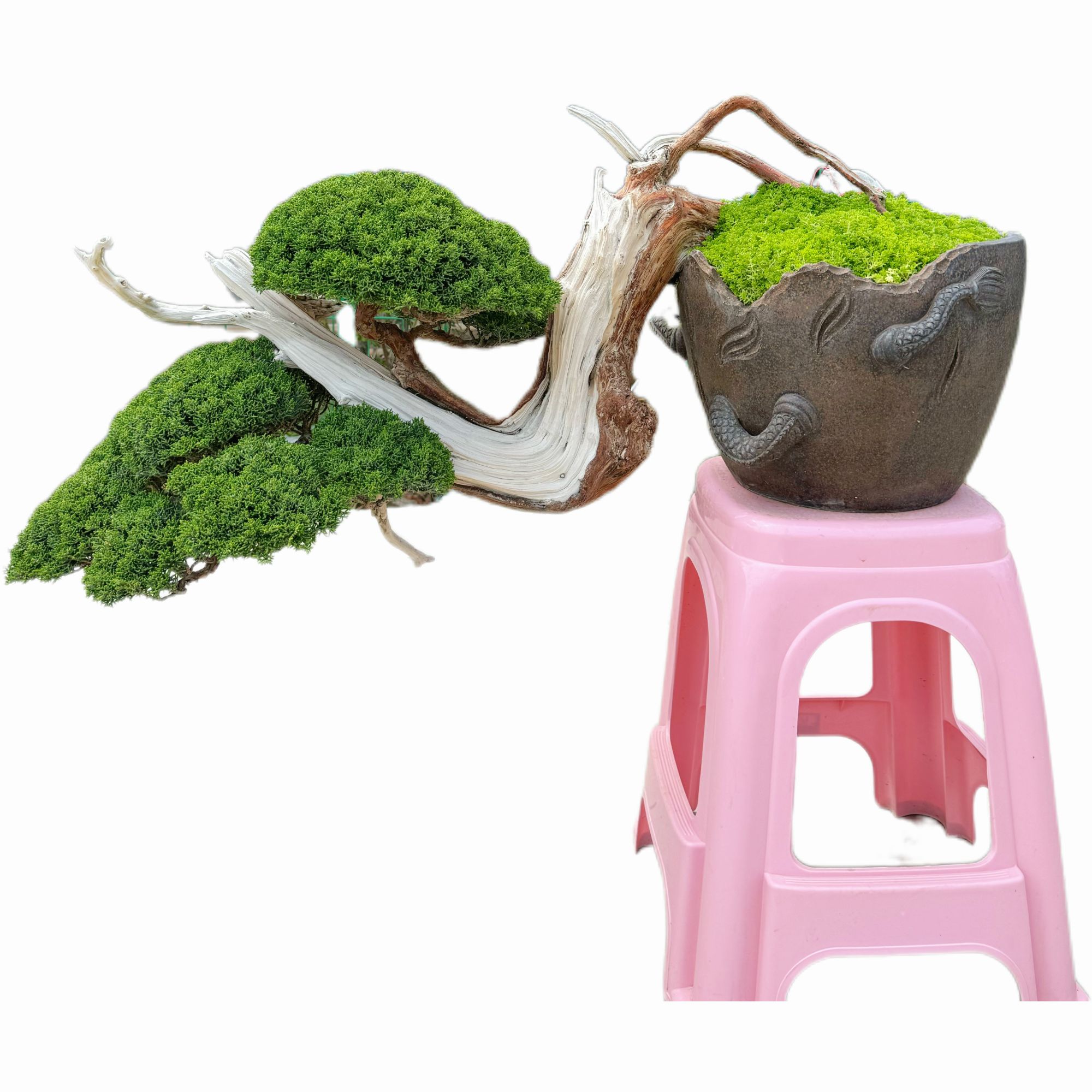 系鱼川文人老桩小精品真柏办公桌摆放花园阳台观赏茶室济州真柏