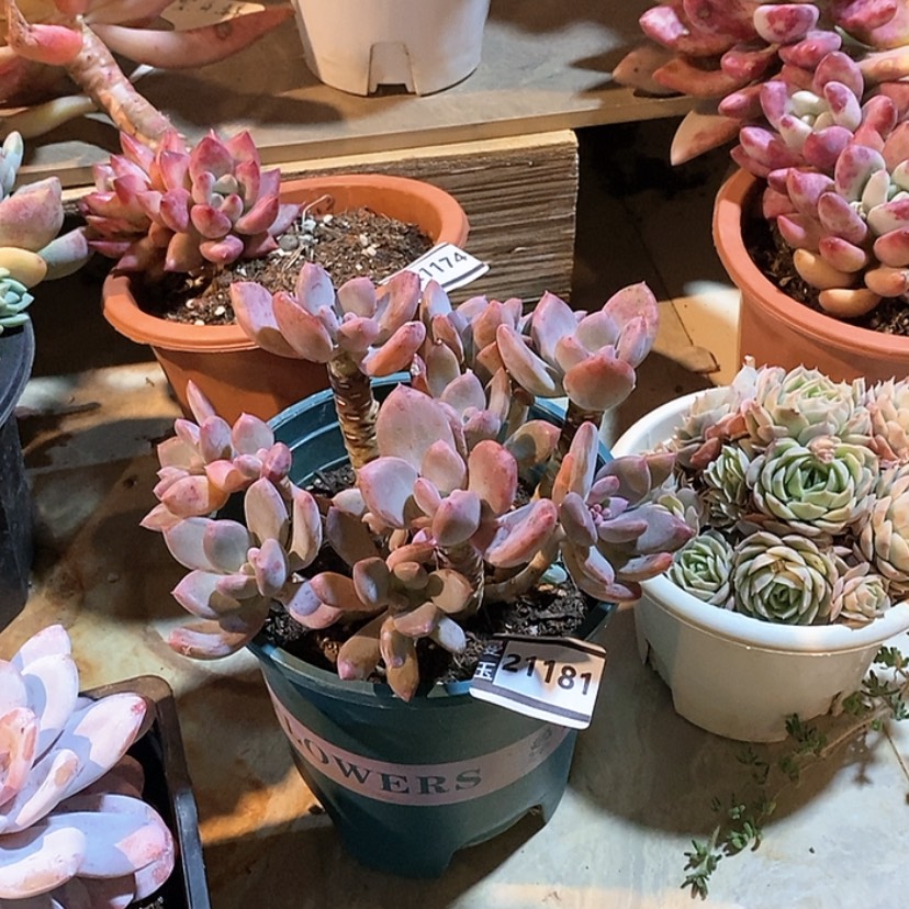 【闪购商品】灰姑凉21181