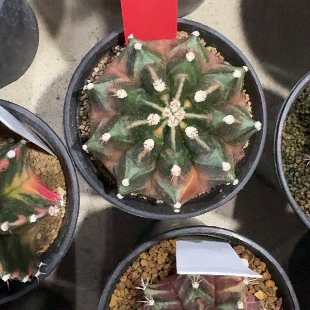 L529-1201广东发货 一加一