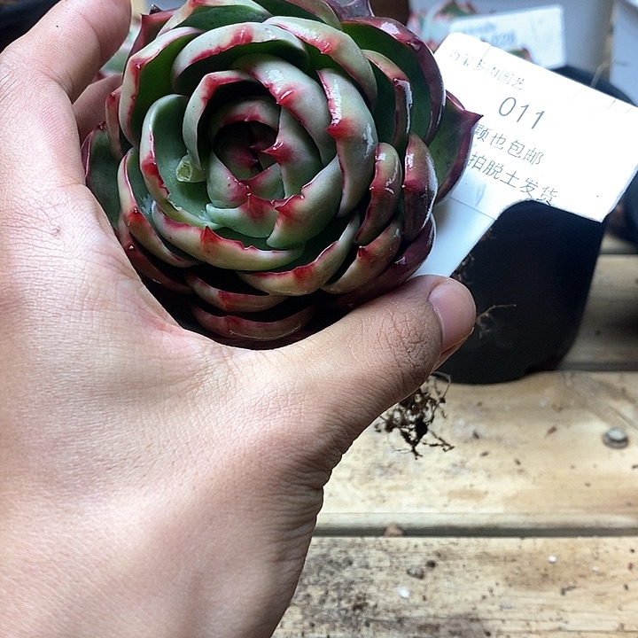 惊鸿仙子一物一拍011