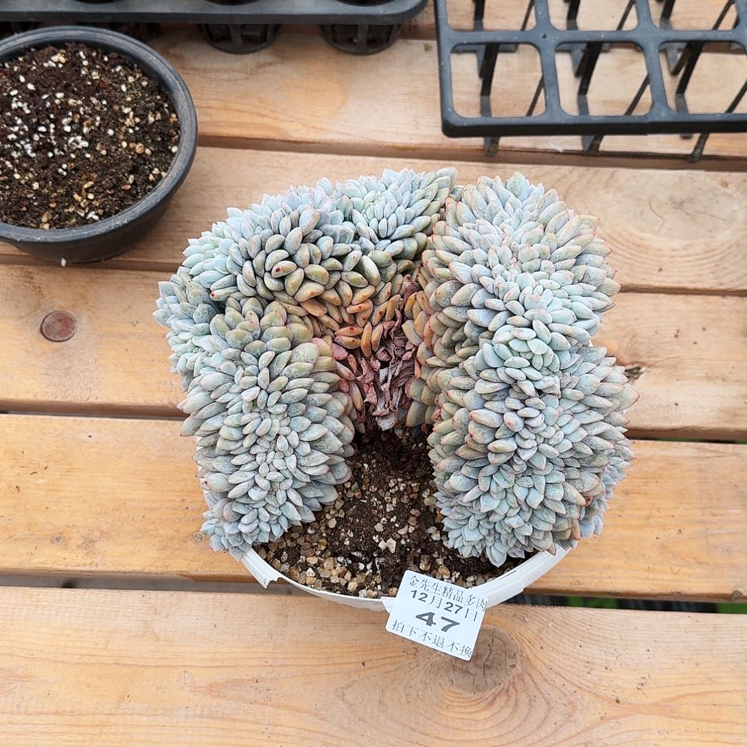 满***肉1227-47橙梦露锦缀