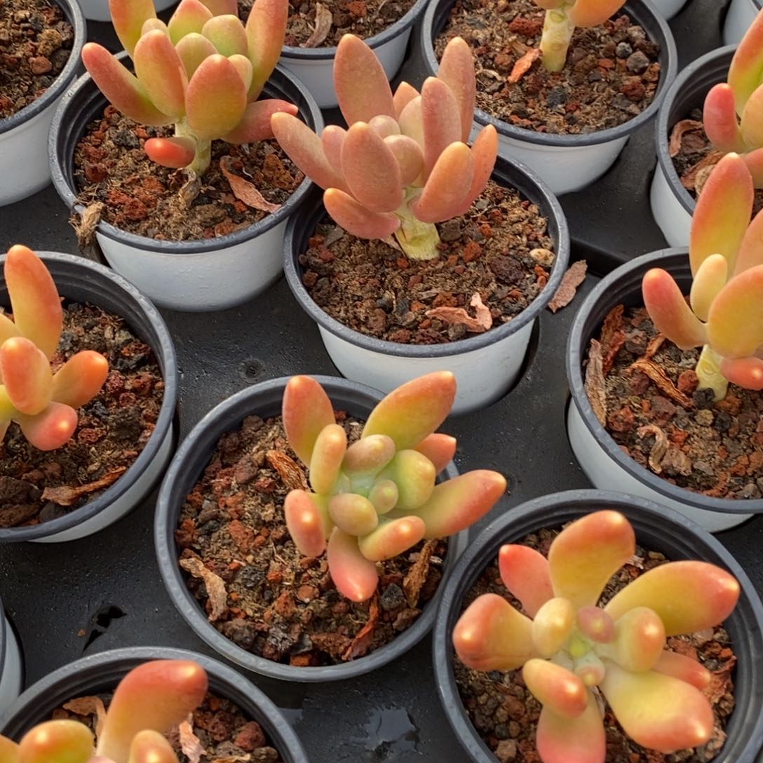 01金蟾单头 福利多多