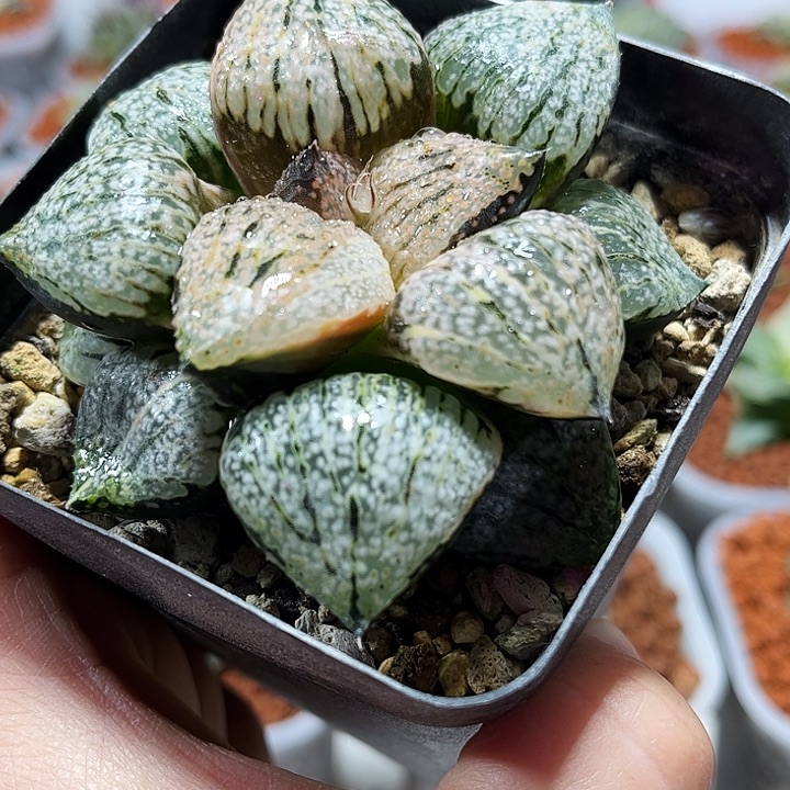 青***妈十二卷多肉大久保