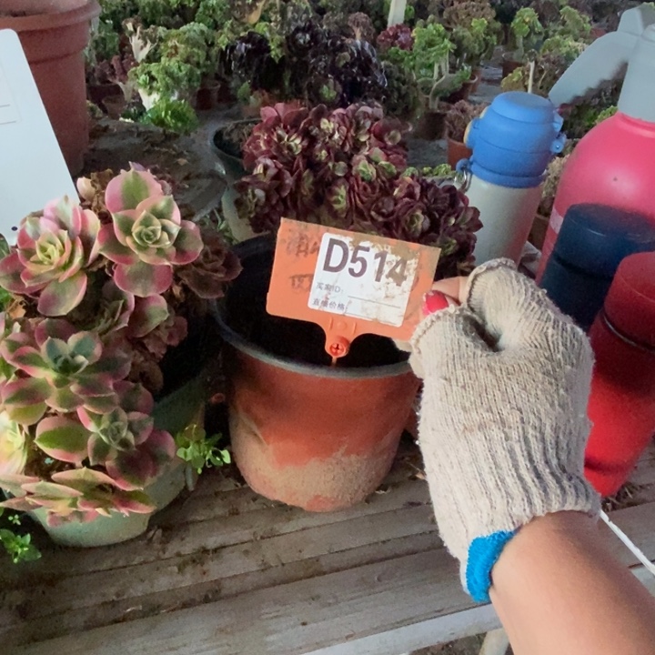 嘟***家D514黑天鹅缀化老庄老庄