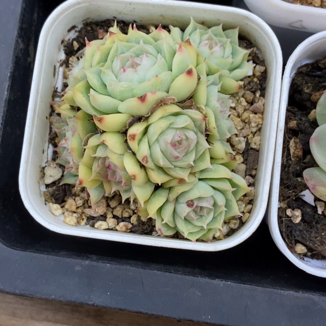 c***e精品多肉一物一拍不包整464