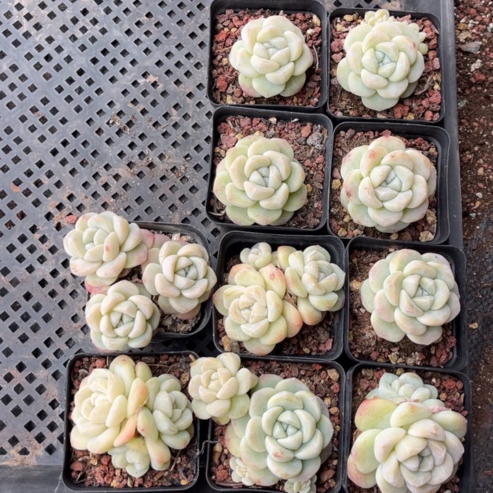 一***求冰玉多肉七方盆1-2-3头