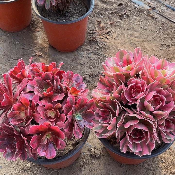 粉女巫➕美杜莎组合款样品脱土发货