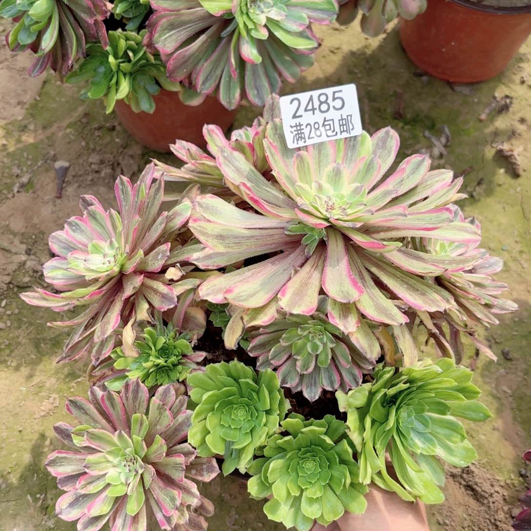 2485粉带多肉1111111