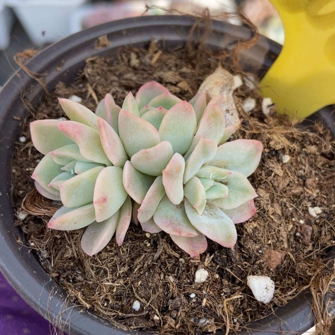 6089泡泡纱多肉植物保护