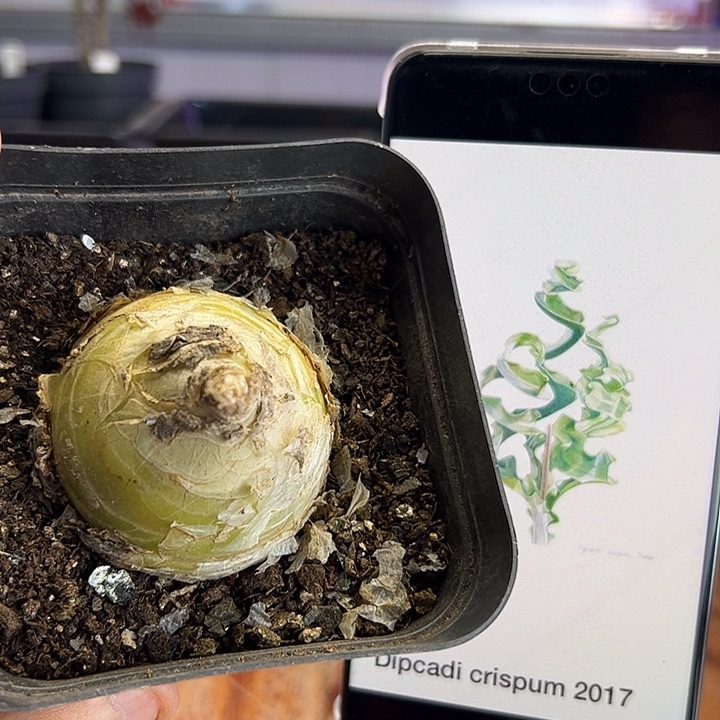 大型DC弹簧草3。。