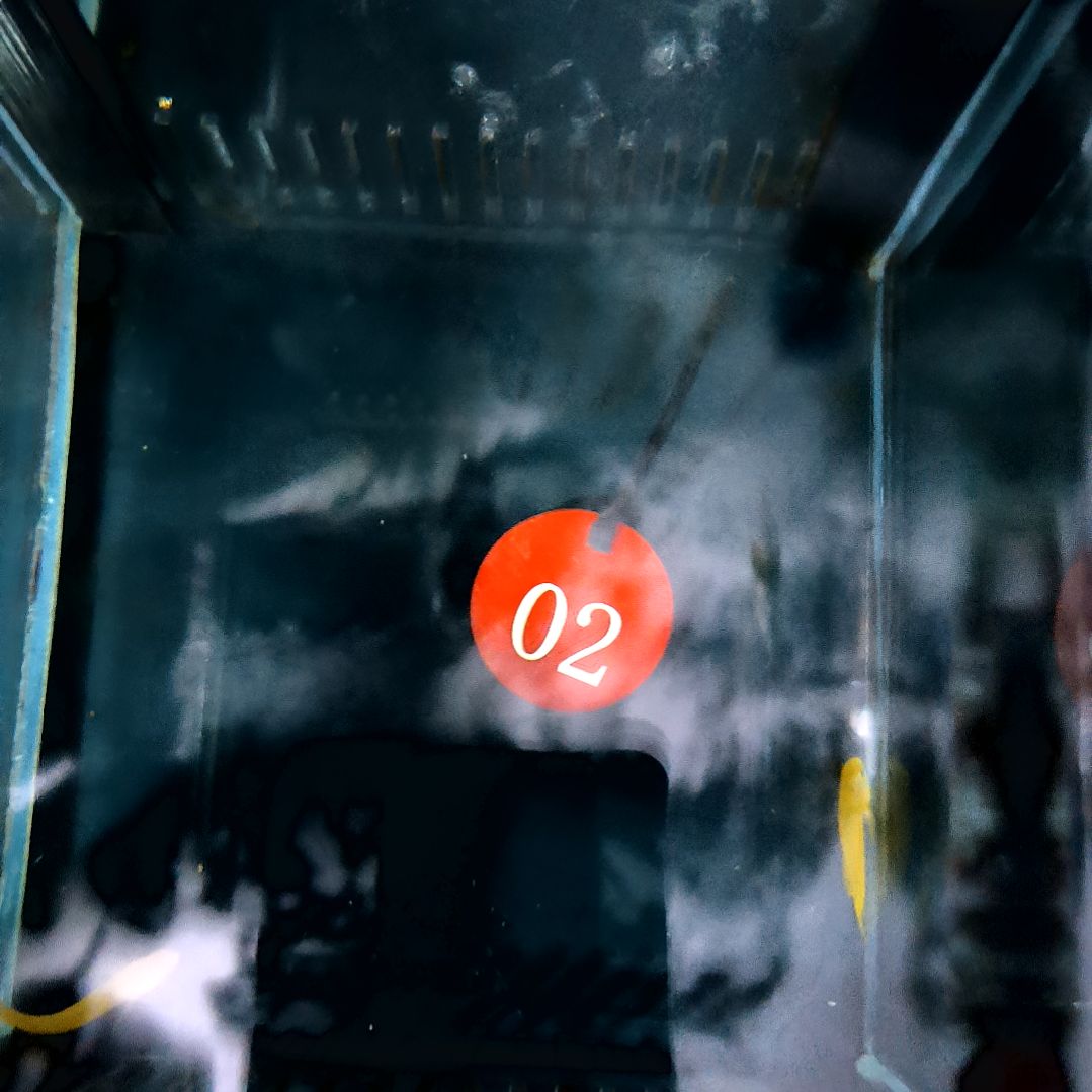 海水鱼黄蟋蟀5-40-02