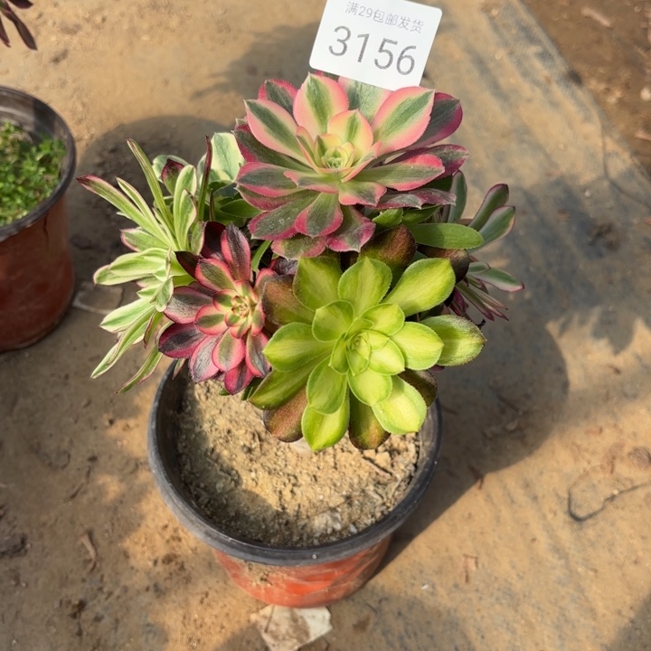 随***，七彩树多肉法师3156