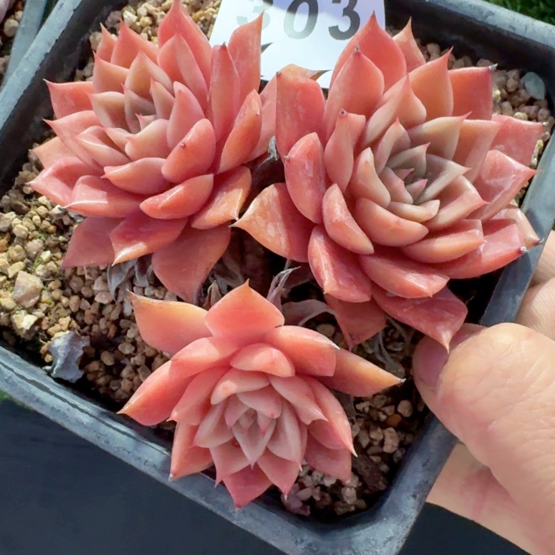 韩货孤品         多肉植物
