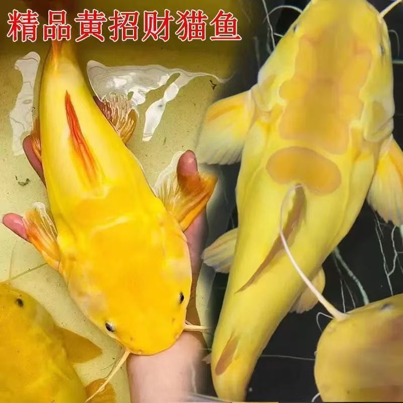 黄金招财猫热带观赏鱼寓意好适合龙缸配鱼