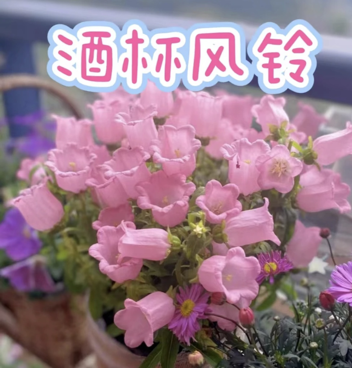 【酒杯风铃】阳台庭院盆栽花卉绿植物室内室外四季开花好养活