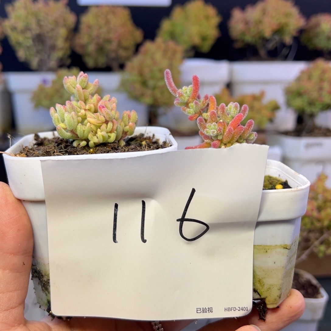 冰晶红宝石锦116➕小惊喜