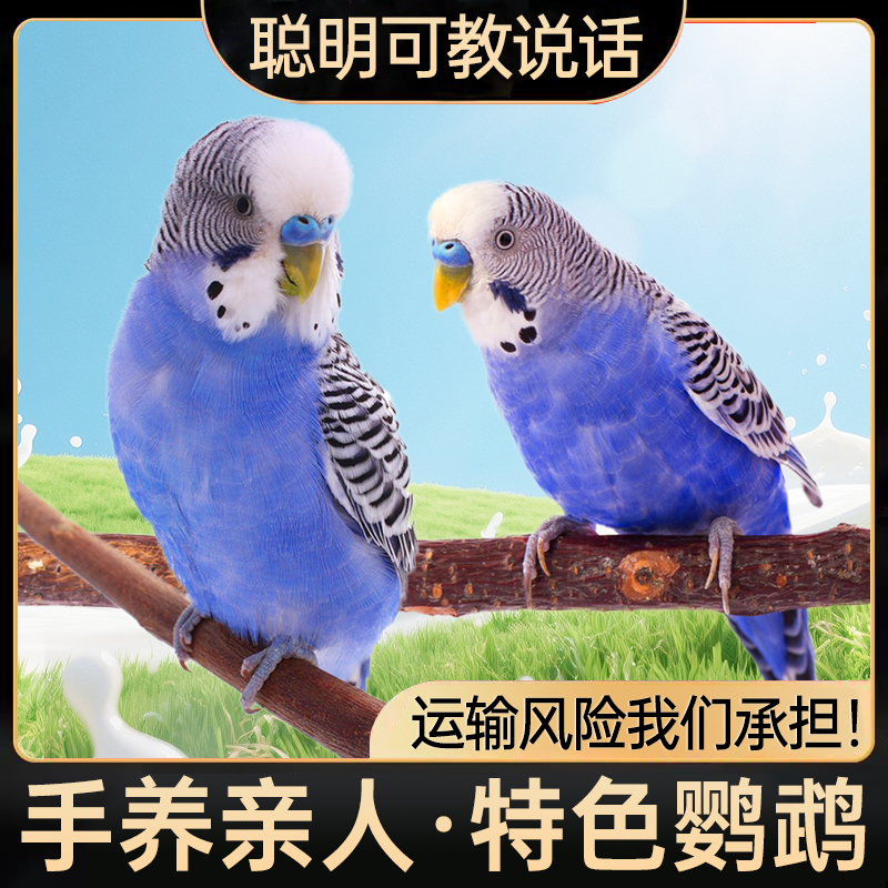 【特色鹦鹉2只】紫罗兰虎皮鹦鹉宠物活体苹果绿白红眼黄红眼鹦鹉