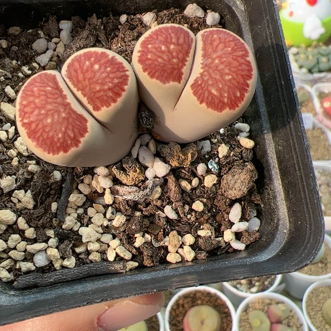 【闪购商品】190 丝绒菊