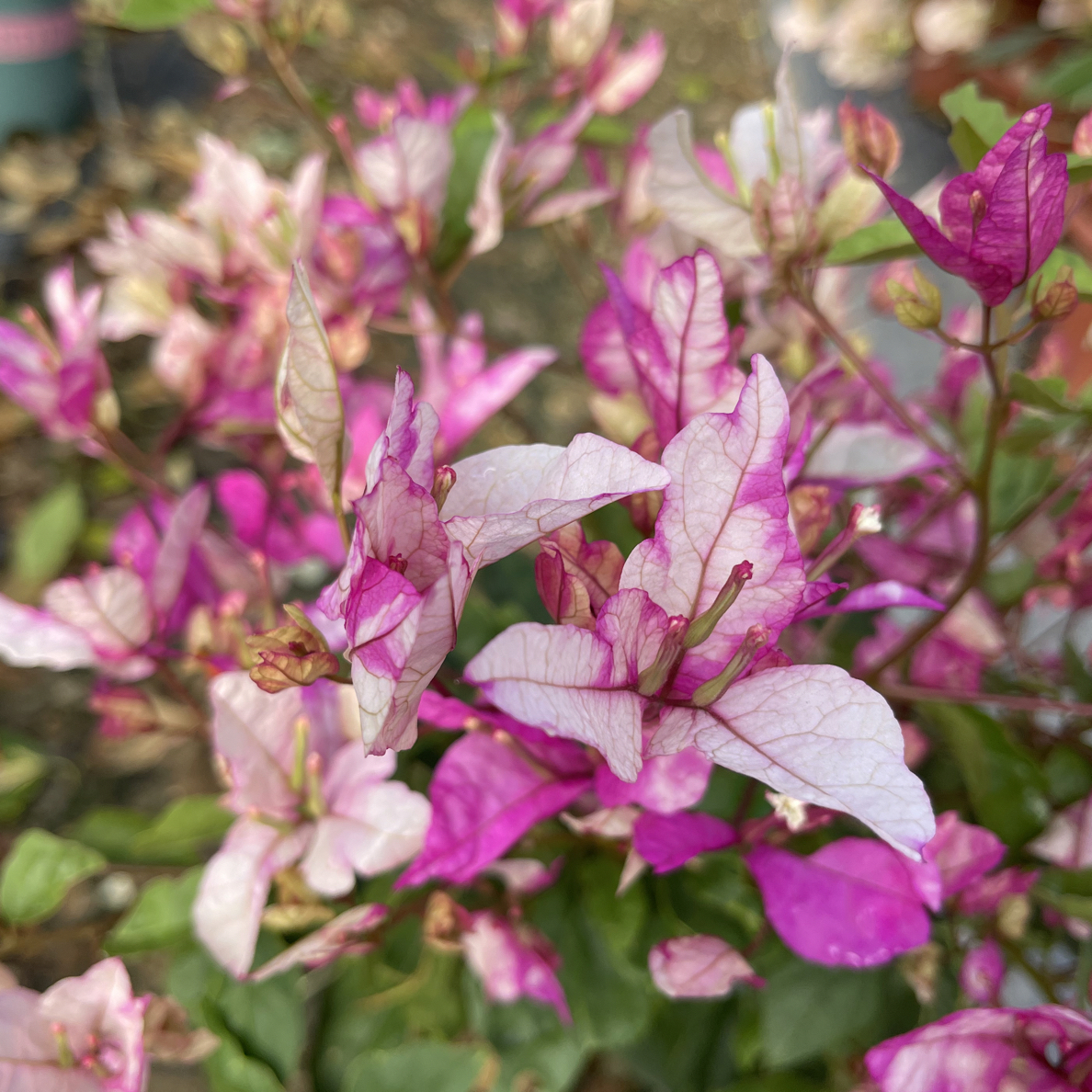 【红樱碟】三角梅原生盆苗，默认运输途中掉花掉叶，小断枝介意慎拍