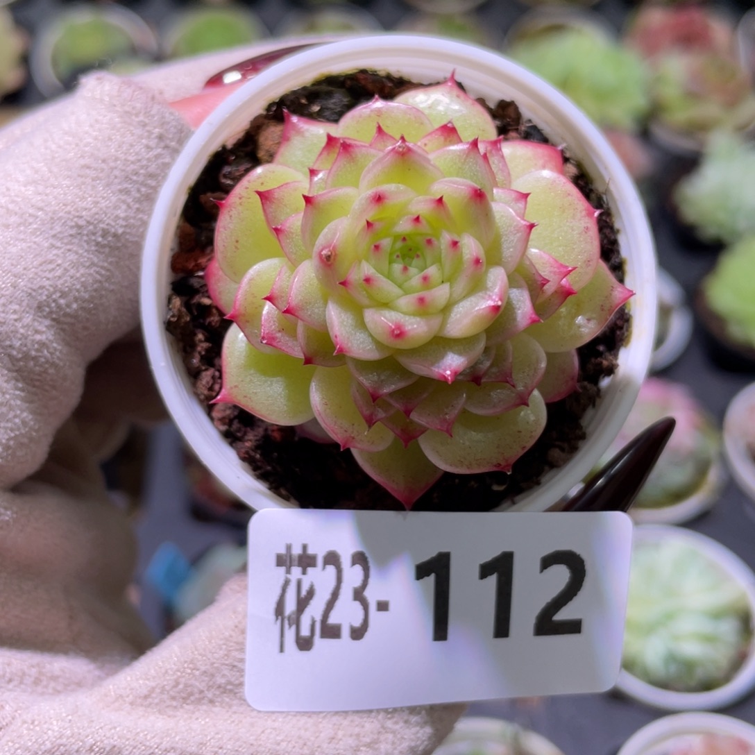 花利美23-112海王