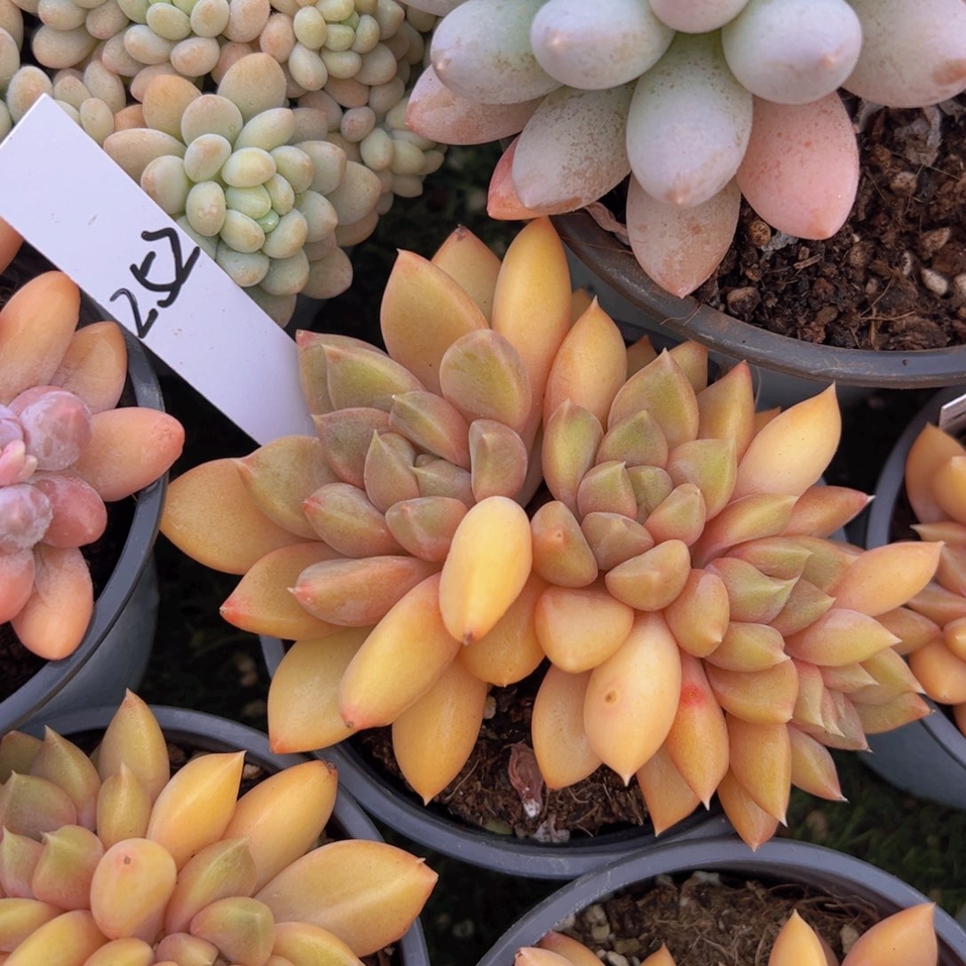 香玉的故事是一个人的故事