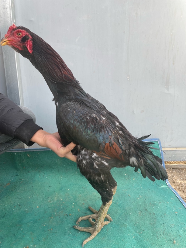 散养土鸡 母鸡肉 斗鸡肉 公鸡肉