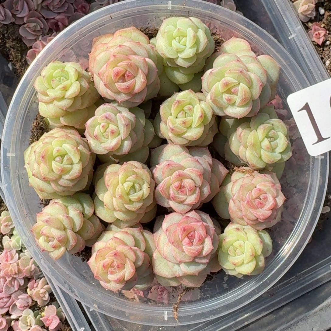 多肉植物多肉植物1012