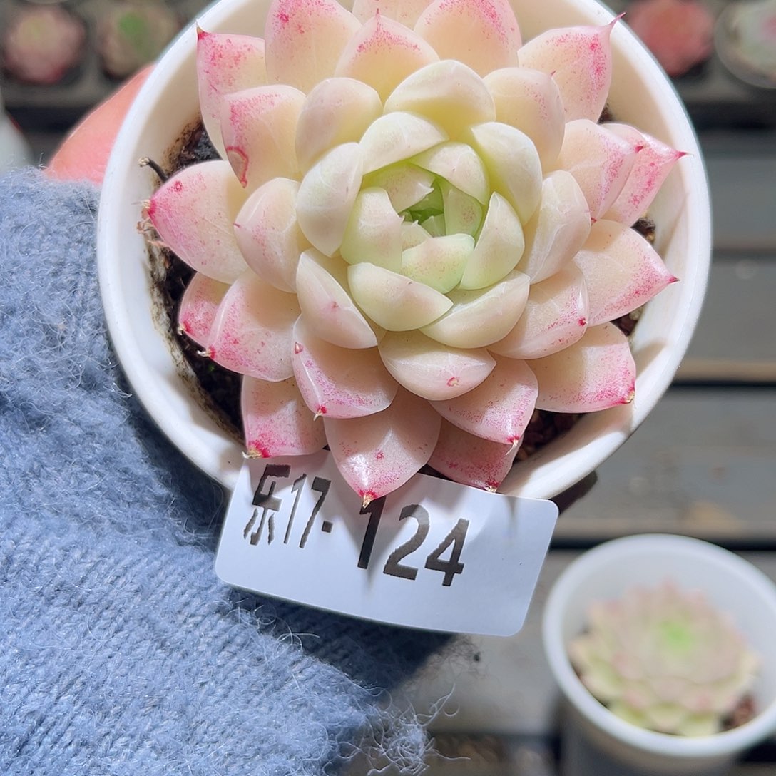 木乐17-124麦秆单头