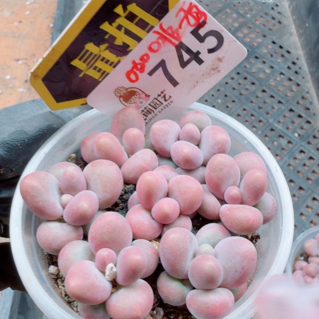 多肉植物多肉植物