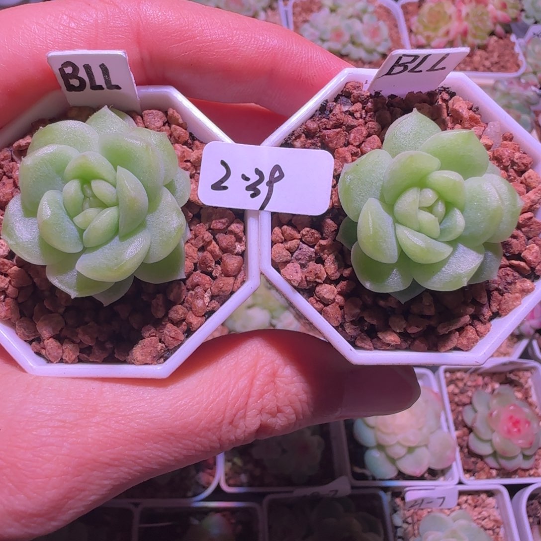 陈***）2-39福利碧琉璃单头两颗