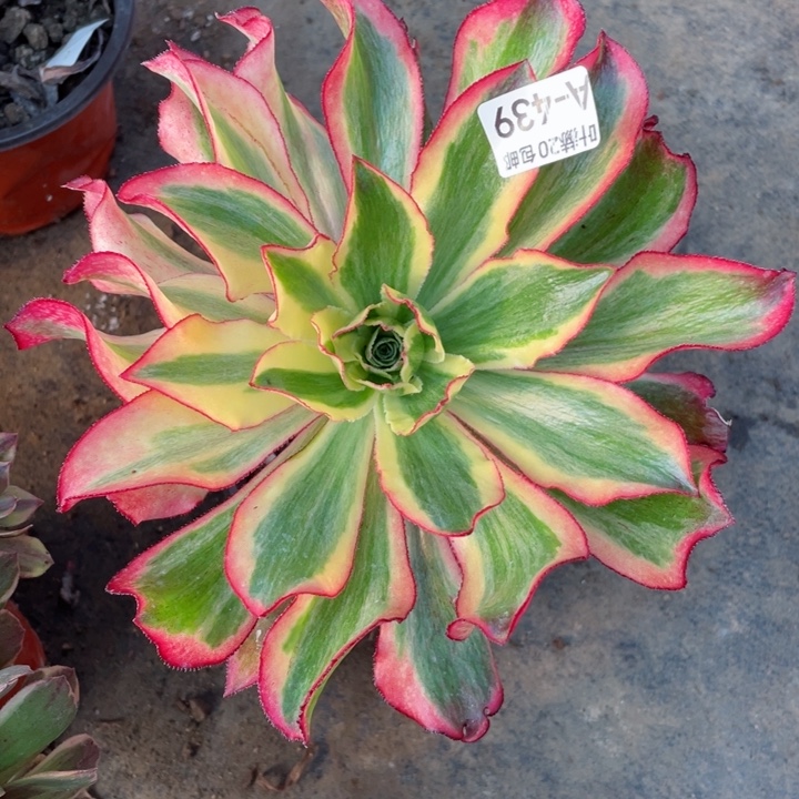 439魅影多肉123456789