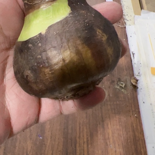 米***月朱顶红587开花球6左右