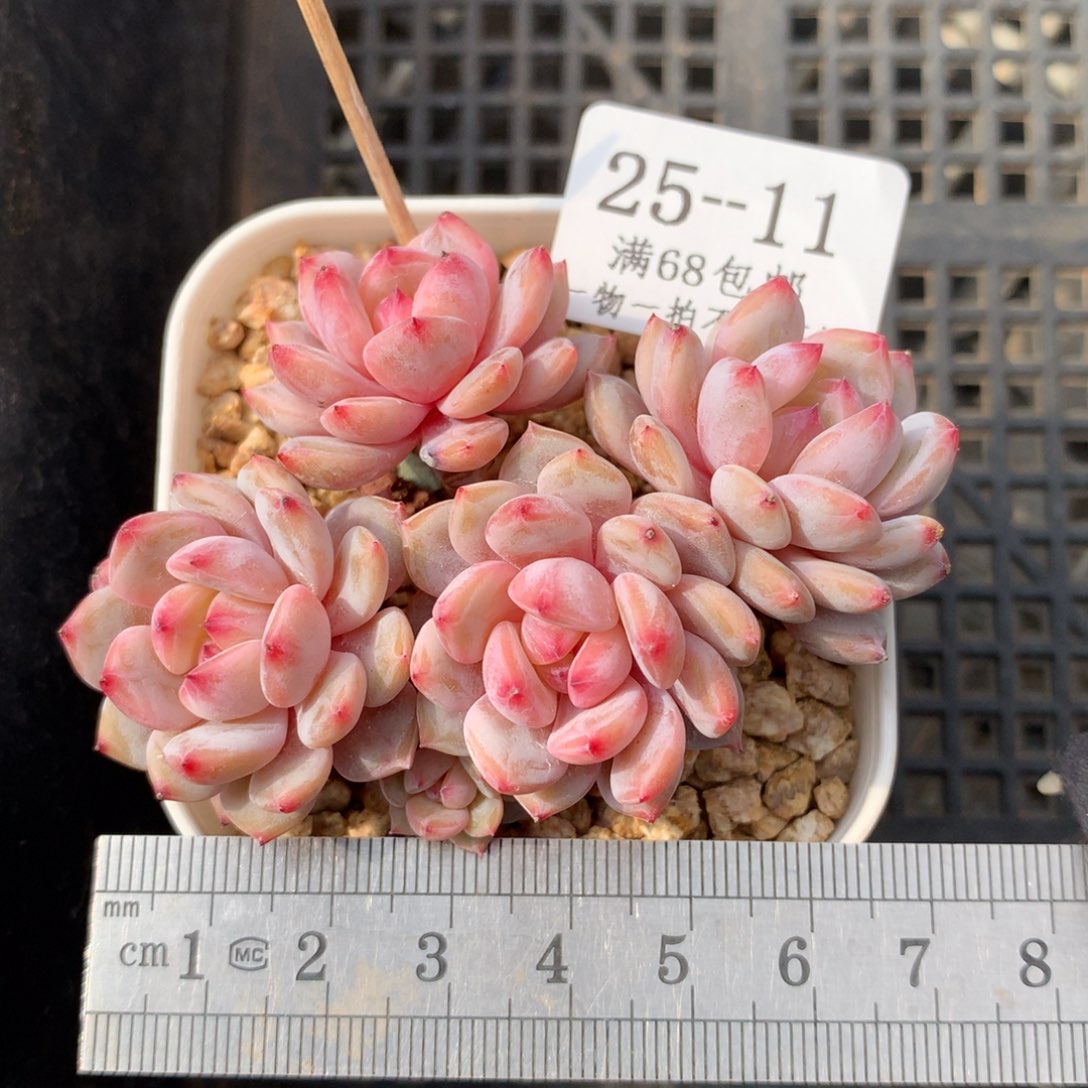 11。星星橙。玉芙蓉。五头整桩。