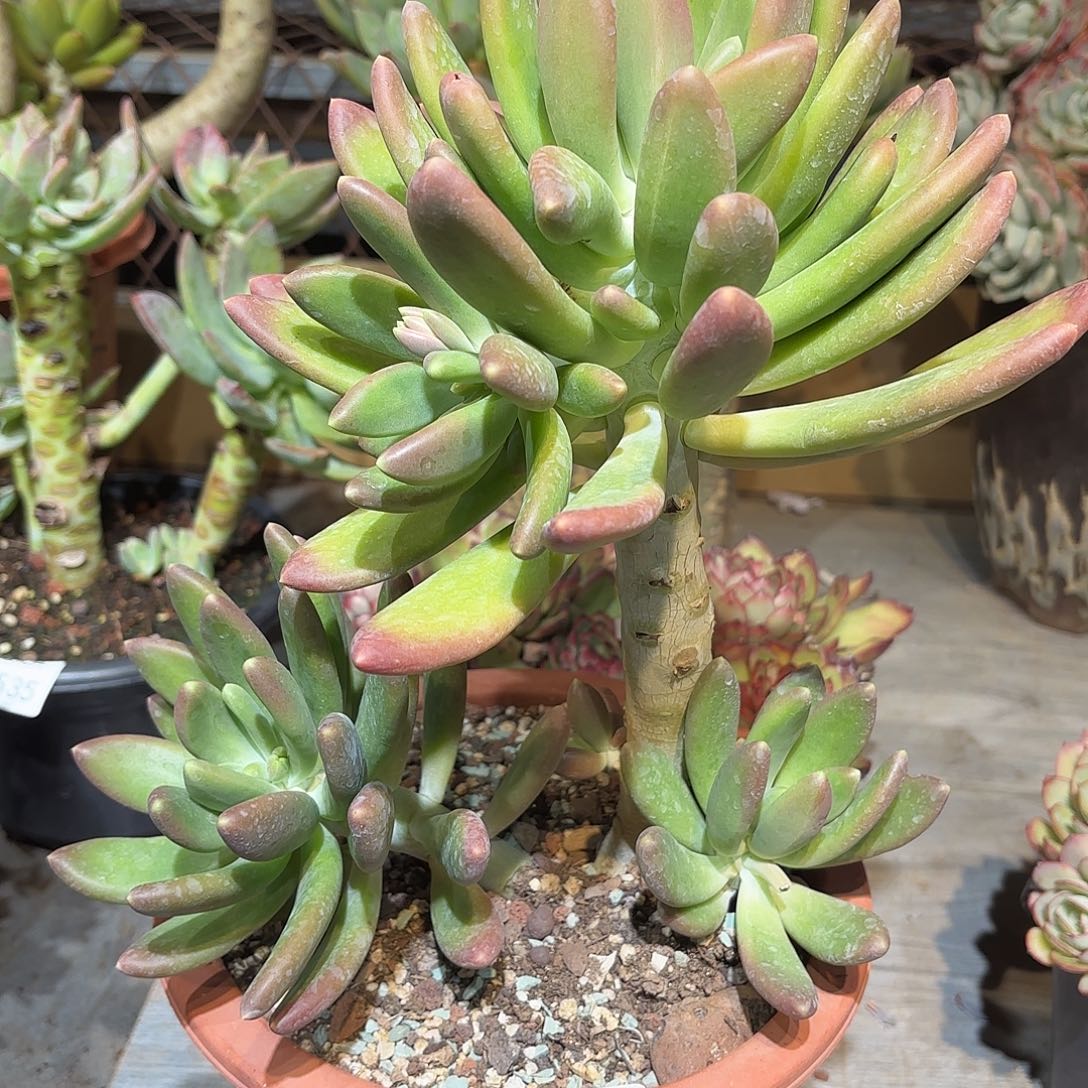 同温层多肉金蝉544