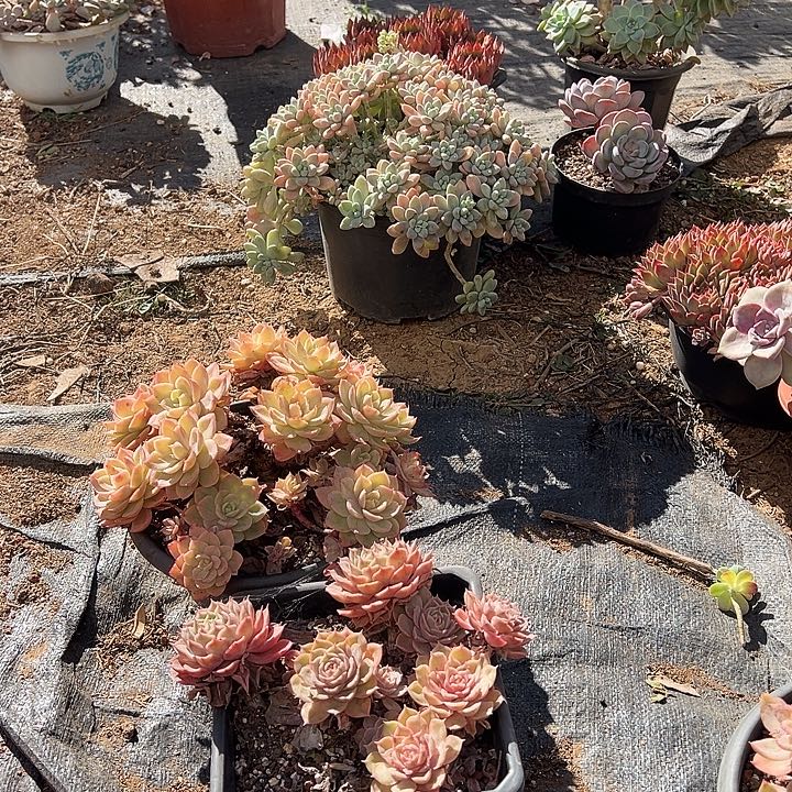 一物一拍昂斯洛好看