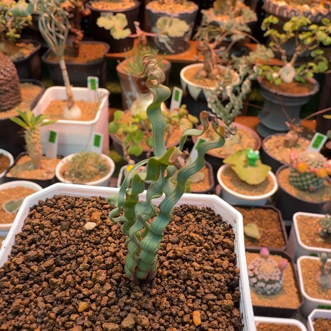 海带弹簧草258 仙人球