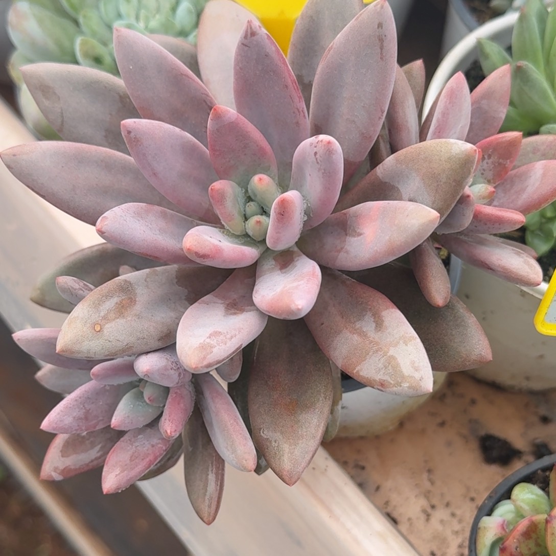 原始虞多肉植物931