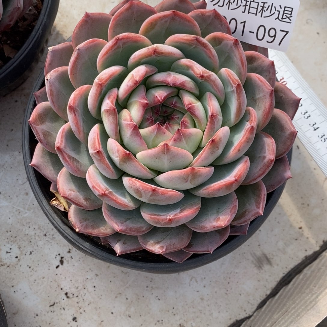 有*两单包邮1201-97红鸾