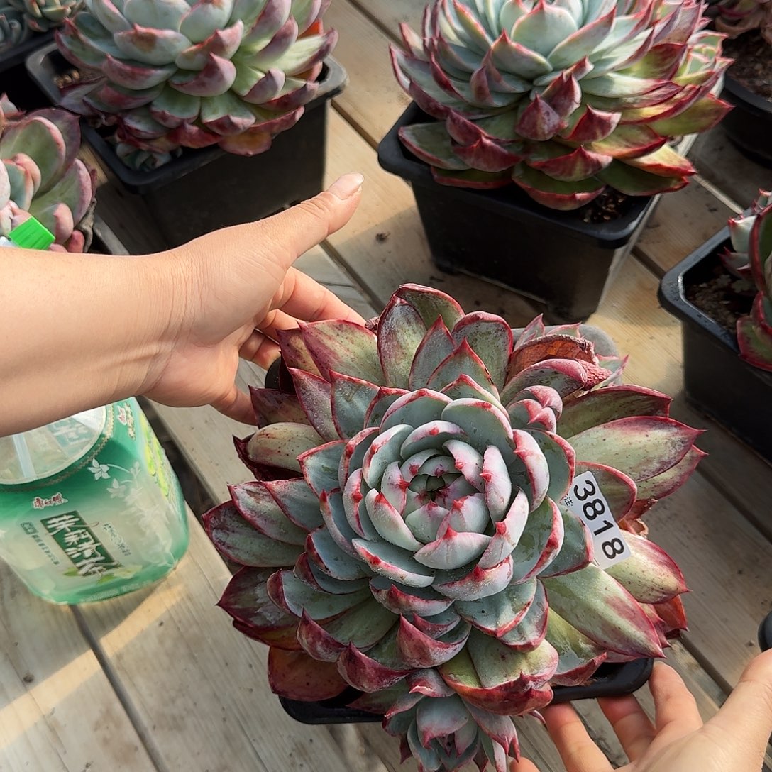 惊鸿惊鸿惊鸿 3818............