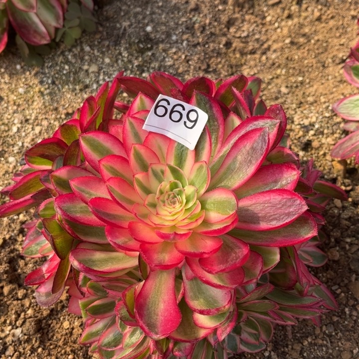 669荔枝多肉植物