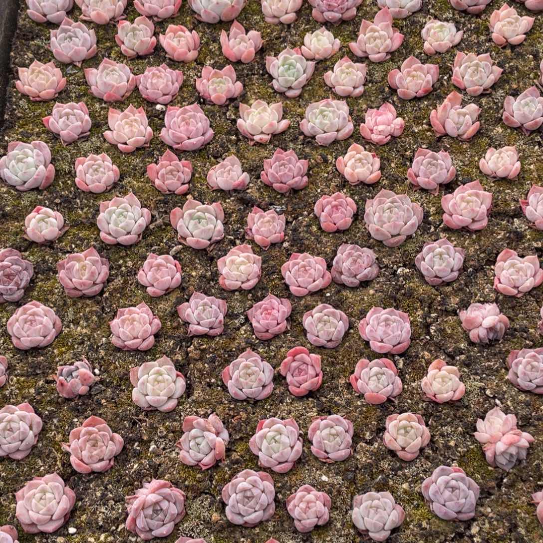 云糖心多肉植物115